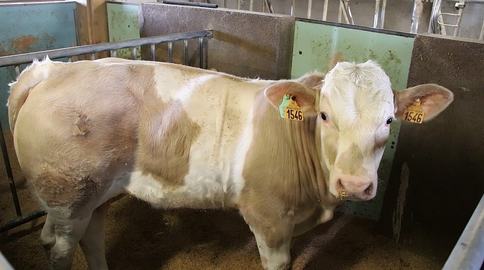 Pourquoi privilégier yperios inra 95 pour des veaux de boucherie?